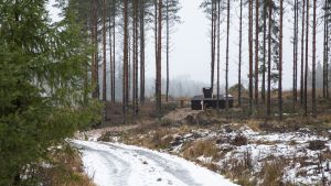 Erä | Lukijalta: Villisikakantaa on pyritty rajoittamaan jo pari vuosikymmentä