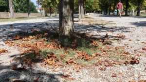 Alberi sotto stress per il caldo, spunta il foliage d’agosto: «Così cresce il rischio di incedi»