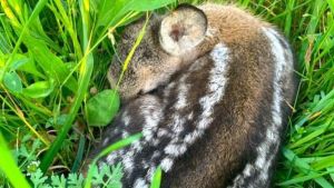 I cuccioli di capriolo salvati dalla morsa letale delle falciatrici grazie a droni e termocamere