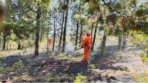 Incendio a Fiesole: in fiamme bosco e sterpaglie