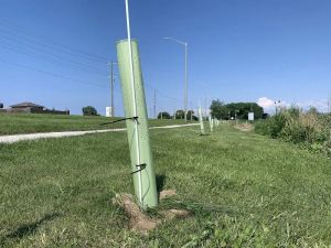GARDEN CLIPPINGS: Successes and disappointments with native plants