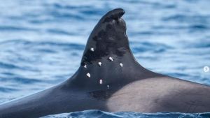 L'orca Toni ferita alla pinna dorsale con 8 colpi d’arma da fuoco, indagine aperta in Spagna