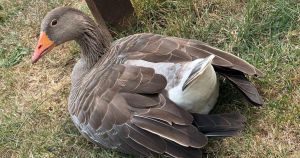 Gary the goose is on the loose in Norfolk seaside village