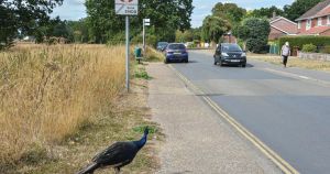 The mischievous Mulbarton muster.... Peafowl ruffling feathers in Norfolk village