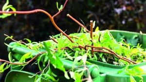 Raccola del verde a Pavia: scontro Comune-Asm su chi deve pagare il servizio