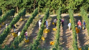 Vendemmia lampo per Berlucchi: conclusa la raccolta delle uve
