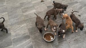Una empresa gallega gana el concurso para gestionar el albergue de animales de Mieres