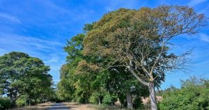 Norfolk set for 'false autumn' as leaves turn brown early after drought and heatwaves