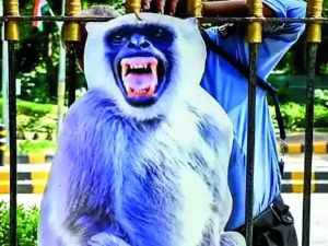 Gurgaon’s monkey problem has a new celebrity