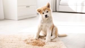 Wie zeigt ein Hund, dass er raus muss? 9 typische Anzeichen