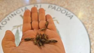 Da Este ai Colli, case piene di grilli: «Fenomeno naturale, portate pazienza»