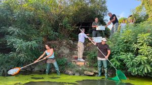 Pianta rara trovata nel fiume Reno: “Nella palude spunta la lenticchia”
