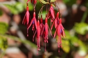 Il y a peu je vous parlais des fuchsias, de leur grâce de ballerines, irrésistibles avec leurs fleurs juponnées. Et je citais Fuchsia magellanica ’Riccartonii’.