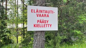 Politiikka | Lukijalta: Sikarutto ei saa muuttua Kaakkois-Suomen elinkeinokriisiksi