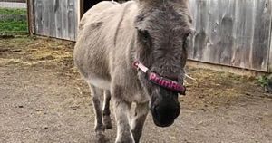 Donkey who started it all remembered during annual fundraising birthday celebration
