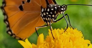 An Eye-Opening Discussion on How Insects Make Us Human