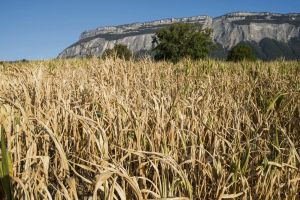 COP 17 en Mongolie : tout ce qu’il faut savoir sur le sommet mondial contre la désertification