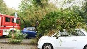 Pioggia e forte vento, diversi alberi caduti e cantine allagate