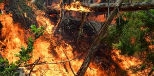 Primero aprendimos a domesticar el fuego, ahora tenemos que aprender a convivir con él