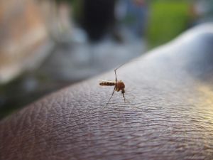 Disinfestazione antialare, il quinto ciclo