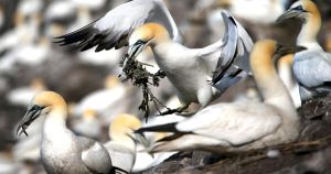 ‘Terrifying’: are we really paying attention to what’s happening to Scotland’s birds?