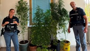 Coltiva marijuana sul balcone, la Polizia se ne accorge: arrestato 62enne
