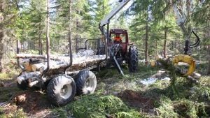 Metsiensuojelu | Vanhoja metsiä syynäävä ympäristöväki pilaa oman hyvän asiansa – ja laskun maksaa metsänomistaja