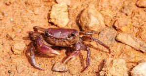This Forester Spotted a Strange Crab on Patrol. It Led to the Discovery of a New Species in Karnataka
