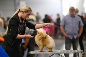 Pourquoi les humains prennent-ils une « voix de bébé » lorsqu'ils s'adressent à leurs animaux de compagnie ?