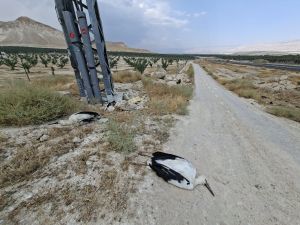 Officials urge action as dozens of storks electrocuted on Jordan Valley power lines