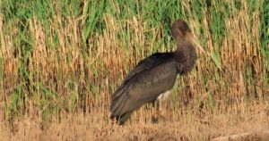 Rare bird spotted on Norfolk Broads by volunteer