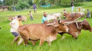 Chhattisgarh CM Vishnu Deo Sai ploughs field with bullocks in native village