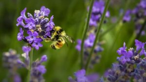 India's sweet revolution depends on this: Safeguard the bee, and sustainability is key