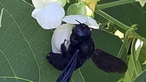 Was für ein Brummer! Daniel Neudecker entdeckt Deutschlands größte Wildbiene in seinem Garten