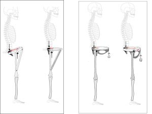 His pelvis was made for walking. Hers? Not so much, claims study of Neanderthal bones
