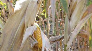 Caldo e siccità, agricoltura veneta in ginocchio: mezzo miliardo di danni