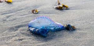 Carabelas portuguesas, algas tóxicas y otros nuevos habitantes del mar Cantábrico