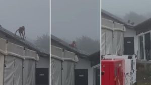 La subida de un hombre un tejado de Tineo en pleno San Roque acaba con la Policía Local de por medio
