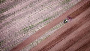 Schlechte Ernten können für die Deutschen zum Problem werden