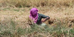 Extreme heat is tightening the food-energy link across Asia
