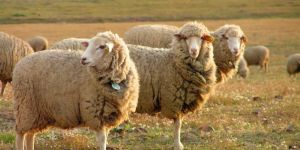 A Europa descobriu que precisa de agricultores
