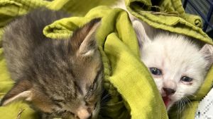 A Inzago la strage dei gattini: l’incuria, l’agguato, le foto choc e l’appello virale perché si denunci