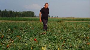 Siccità, cuneo salino e grandine: pomodori abbandonati nei campi. “Dimezzata la manodopera”