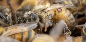 Australian beekeepers can’t tackle Varroa mite alone. Here’s how we can help