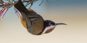From the coasts to the plains, bird flu could threaten not just birds – but their homes
