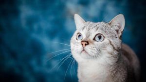 El duelo por la pérdida de un animal merece ser reconocido
