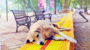“Don’t move my katta, please?”