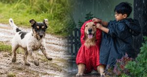 Does Your Dog Love Puddles? A Vet Shares Simple Monsoon Care Tips for Pets