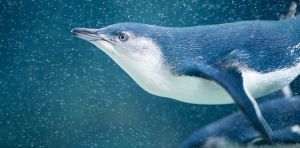 More than 5,000 little penguins will be vaxxed against bird flu. How will this protect them?