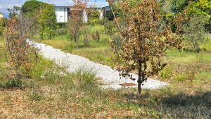 Troppo caldo in città, le piante nei parchi rischiano di morire: i cittadini le annaffiano